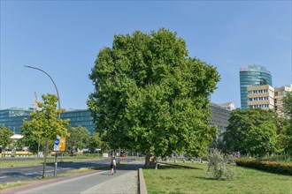 Oldest plane tree in Berlin