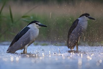 Black crowned night heron (Nycticorax nycticorax) persevering in the rain