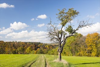 Old fruit tree on a field path near Somsdorf