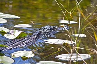 Alligator in swampland