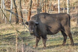 Bison or european bison (Bos bonasus)