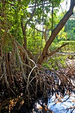 Mangroves in Ding Darling National Wildlife Refuge/ mangrove in Ding Darling National Wildlife Refuge