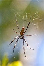 Spider in the web at Ding Darling National Wildlife Refuge/ spider's web