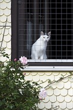White house cat (Felis catus) looking out of barred window of old clapboard house