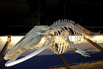 Skeleton of a minke whale