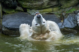 Polar bear Hertha in water