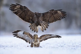 Steppe buzzard (Buteo buteo) secures its prey from a rival on the snowy ground