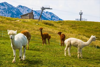 Alpacas on Monte Baldo
