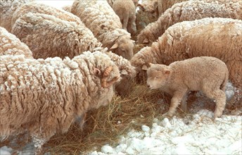 Sheep and one lamb