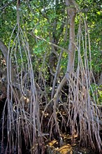 Mangroves in Ding Darling National Wildlife Refuge/ mangrove in Ding Darling National Wildlife Refuge