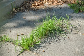Weeds break through pavement