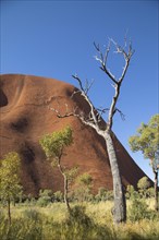 Trees by the path at Uluru