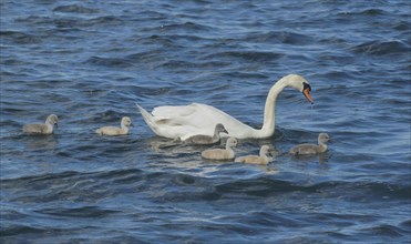 Swan with chicks in front of Eiswerder Island