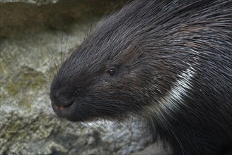 White-tailed porcupine