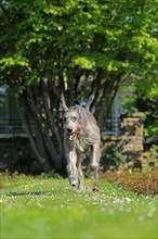Running Wolfhound