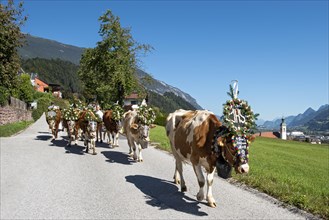 Decorated cows at the Almabtrieb on the way to the Heimathof