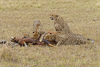 Four male cheetahs