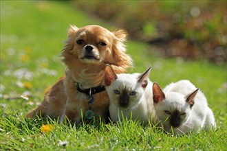 Young Thai cats and Chihuahua