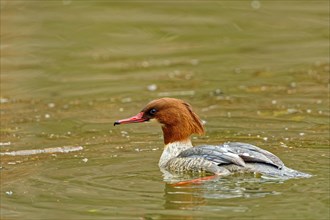 Common merganser