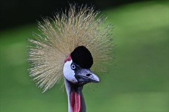 Head of crowned crane in zoo