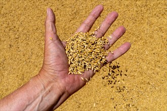Freshly harvested wheat with husks