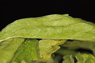 Dried stevia leafs