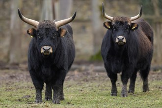 Two domestic cattle