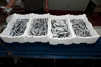 Fisherman sorting freshly caught european pilchards