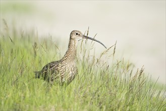 Curlew