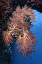 Large Godefroy's cherry blossom coral