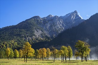 Mountain maple trees in autumn