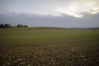 Autumn atmosphere in diffuse light in the fields