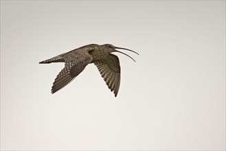 Curlew