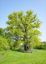Royal oak