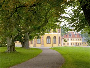 Old trees in the palace garden