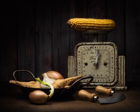 Still life with corn on the corn cob on old kitchen scales