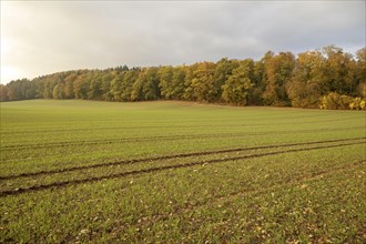 Autumn atmosphere in diffuse light in the fields
