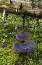 Violet webcap