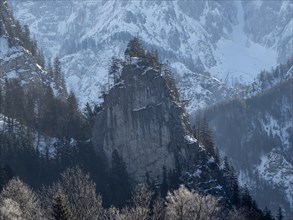 Tree-covered rock in front of snow-covered mountain massif