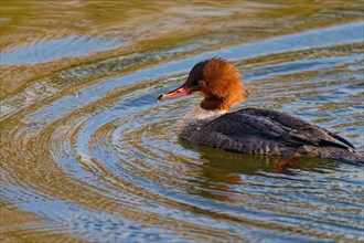 Common merganser