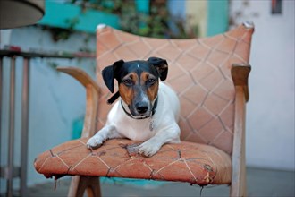 Jack Russell terrier lies on battered armchair