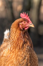 Portrait of a red hen in a chicken coop. France