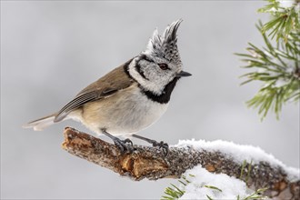 Crested tit