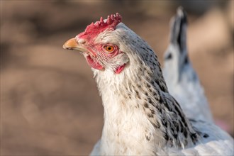 Portrait of a white hen in a chicken coop. France