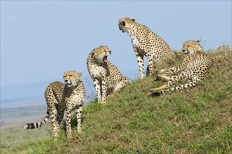 Four male cheetahs