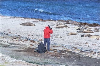 Biologist counting group of Southern elephant seals