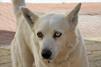 White mixed breed dog with bicoloured eyes