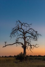 Old dead tree in the play of colours after sunset