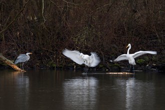 Territorial dispute between Grey Heron and two great egret