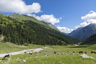 Cows in the Enger Grund mountain pasture area